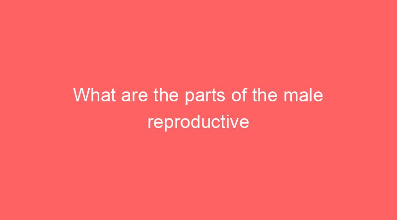 what are the parts of the male reproductive system and each function 25438