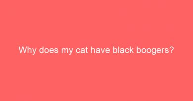 why does my cat have black boogers 29460