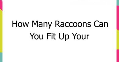 how many raccoons can you fit up your bum 58997