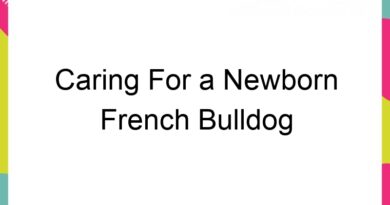 caring for a newborn french bulldog puppy 63708