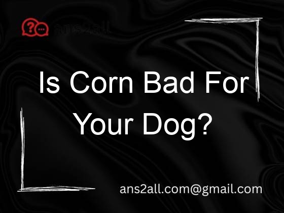 is corn bad for your dog 72601