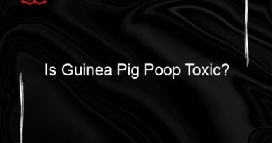 Is Guinea Pig Poop Toxic?