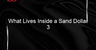 What Lives Inside a Sand Dollar 3