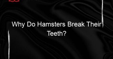 Why Do Hamsters Break Their Teeth?